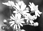 手机号轰在线轰炸免费下载